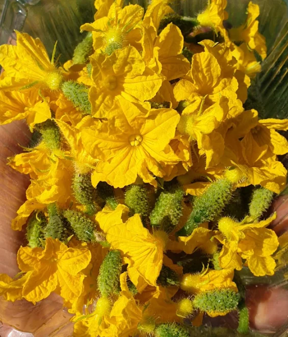 Пищевой цветок Огурца, 20 шт.